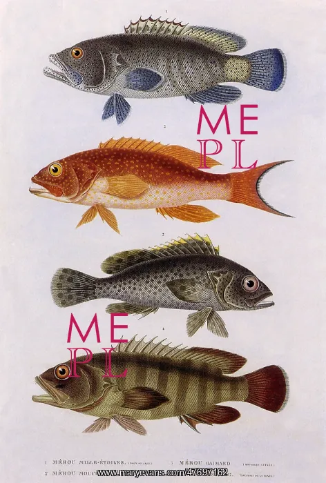  : Sea Bass