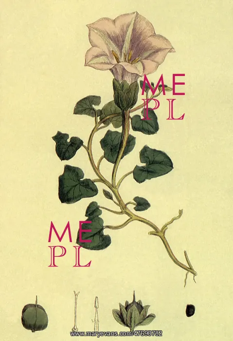 : Sea Bindweed : Sea Bindweed