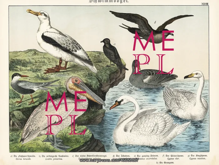 : Sea birds. Tern, Sterna hirundo a, pomarine jaeger : Sea birds. Tern, Sterna hirundo a, pomarine jaeger