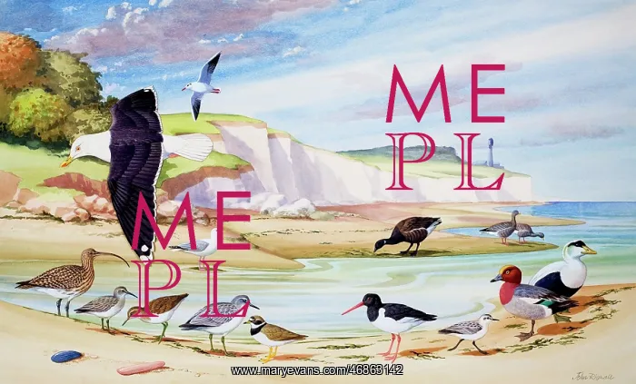 : Sea Birds