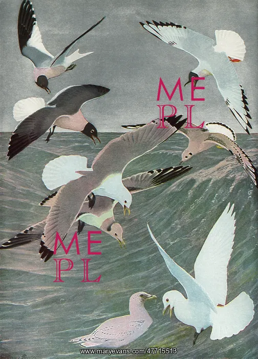  : Sea Birds