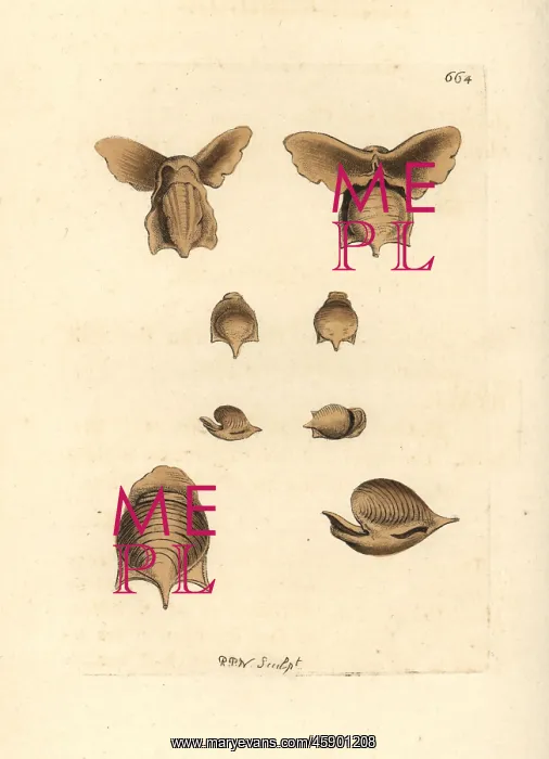 : Sea butterfly, Cavolinia tridentata : Sea butterfly, Cavolinia tridentata