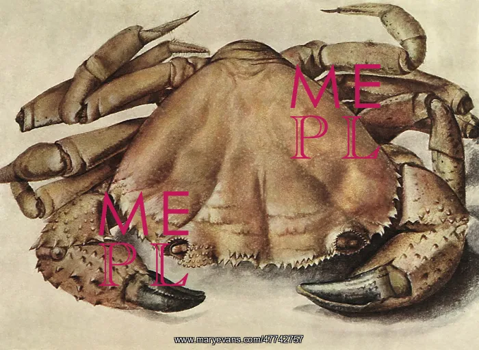  : Sea Crab, by Durer