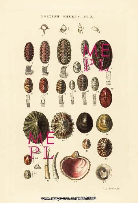 : Sea cradles or coat-of-mail shells, etc : Sea cradles or coat-of-mail shells, etc