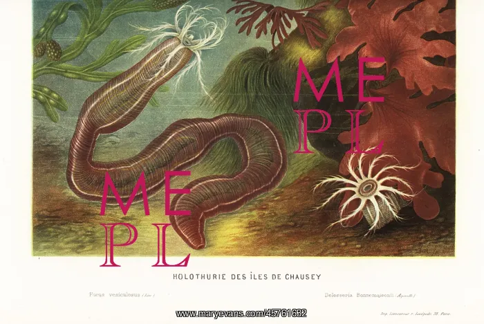 : Sea cucumber, bladderwrack and algae : Sea cucumber, bladderwrack and algae