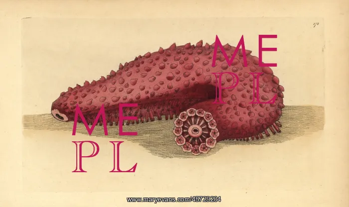 : Sea cucumber, Parastichopus tremulus : Sea cucumber, Parastichopus tremulus