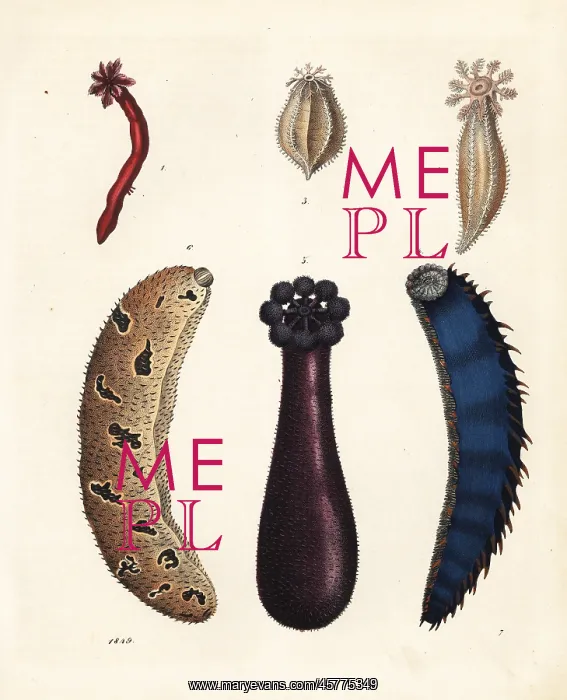 : Sea cucumbers : Sea cucumbers