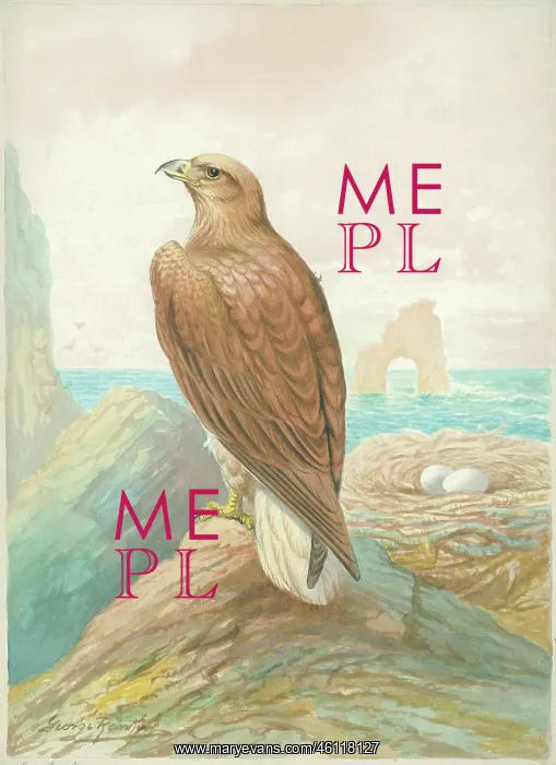  : Sea Eagle by George Rankin