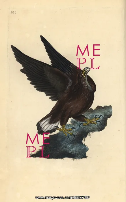 : Sea eagle, Haliaeetus albicilla : Sea eagle, Haliaeetus albicilla