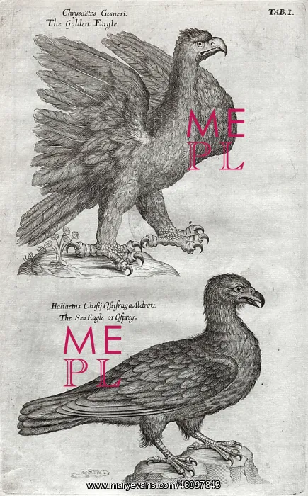 : The Sea-Eagle or Osprey : The Sea-Eagle or Osprey