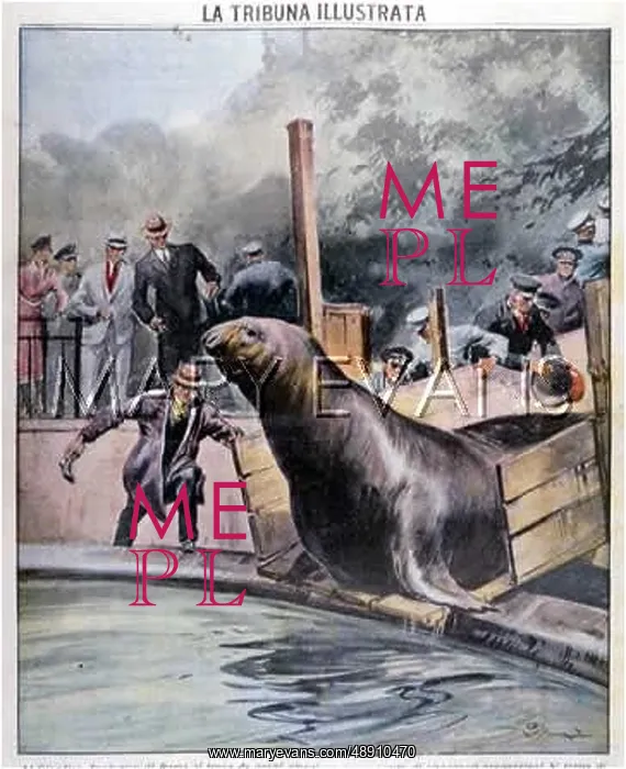 : SEA ELEPHANT AT ROME : SEA ELEPHANT AT ROME