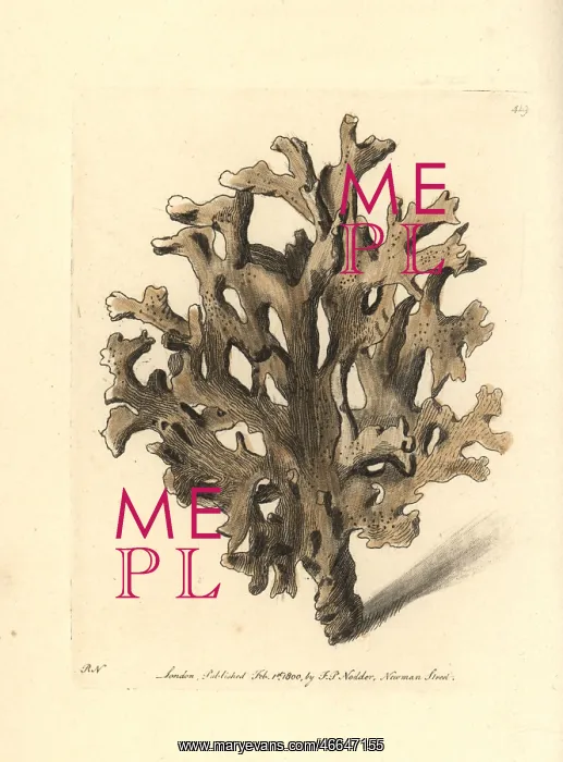 : Sea ginger, Millepora alcicornis : Sea ginger, Millepora alcicornis