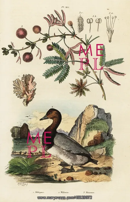  : Sea ginger, pochard and sensitive plant