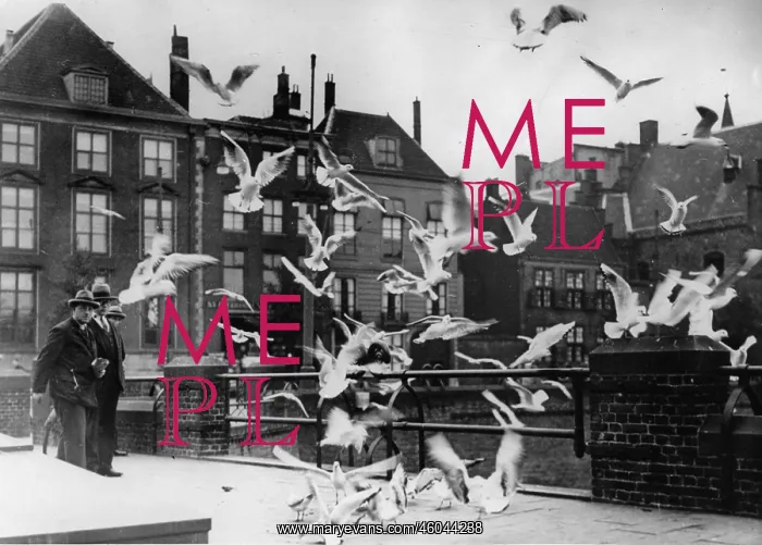  : Sea gulls in The Hague