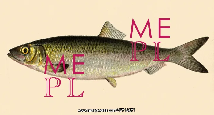  : Sea Herring