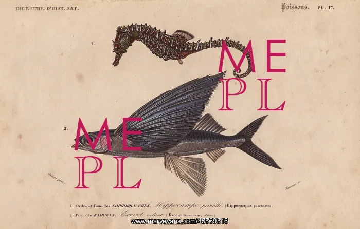 : Sea horse, Hippocampus erectus, and flying : Sea horse, Hippocampus erectus, and flying
