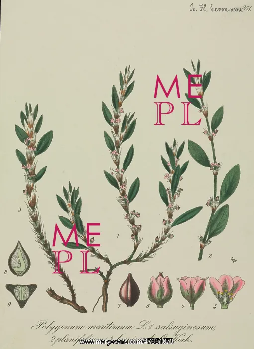 : Sea knotgrass, Polygonum maritimum : Sea knotgrass, Polygonum maritimum