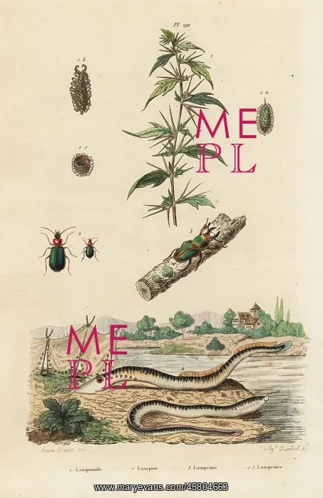 : Sea lamprey and beetles : Sea lamprey and beetles