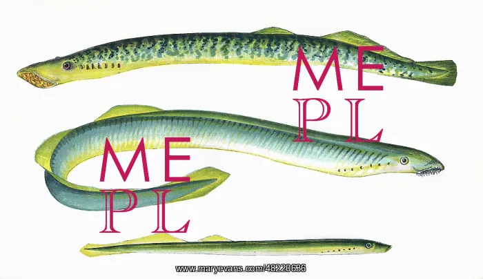 : Sea Lamprey, Lampern, and Silver Lamprey : Sea Lamprey, Lampern, and Silver Lamprey