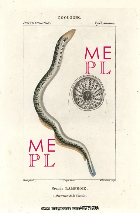 : Sea lamprey, Petromyzon marinus : Sea lamprey, Petromyzon marinus