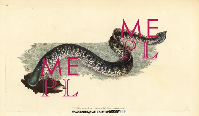 : Sea lamprey, Petromyzon marinus : Sea lamprey, Petromyzon marinus