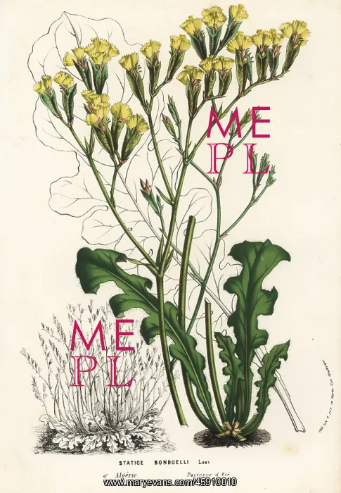 : Sea lavender, Limonium bonducellii : Sea lavender, Limonium bonducellii