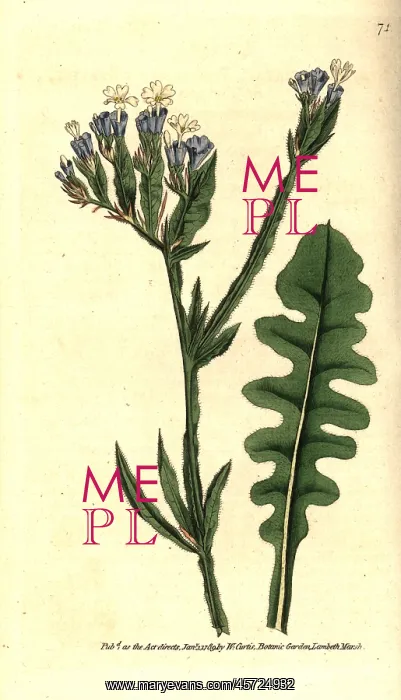 : Sea lavender, Limonium sinuatum : Sea lavender, Limonium sinuatum
