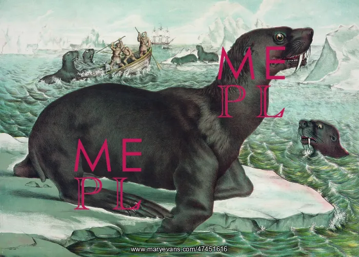  : The sea lion