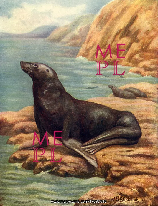  : Sea Lion
