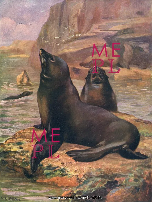  : SEA LIONS 1909