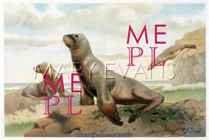  : SEA LIONS HOOKER'S C1880