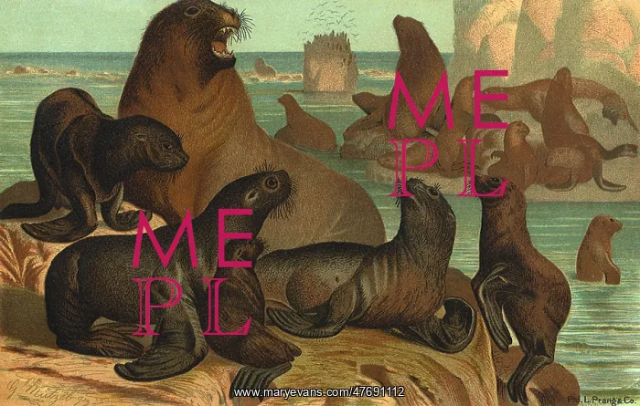  : Sea Lions on Rocks