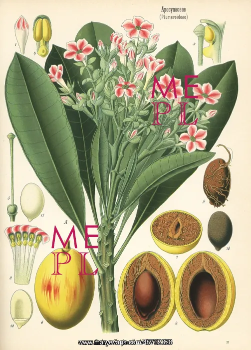 : Sea mango, Cerbera manghas : Sea mango, Cerbera manghas