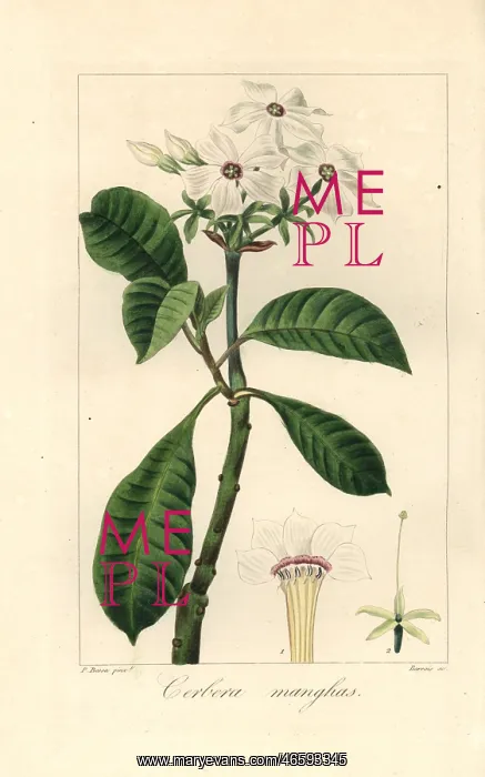 : Sea mango, Cerbera manghas : Sea mango, Cerbera manghas