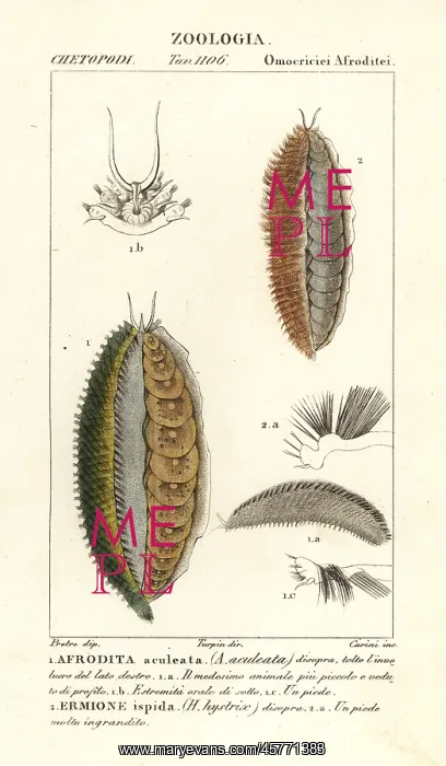 : Sea mice, Aphrodita aculeata and Laetmonice hystrix : Sea mice, Aphrodita aculeata and Laetmonice hystrix