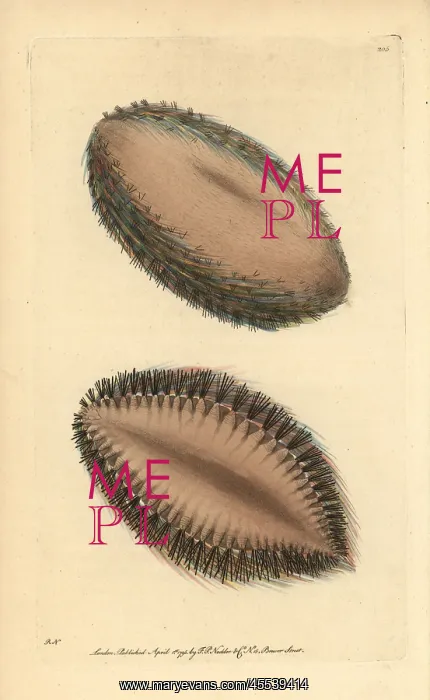 : Sea mouse, Aphrodita aculeata : Sea mouse, Aphrodita aculeata