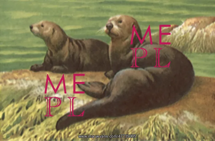  : Sea Otter