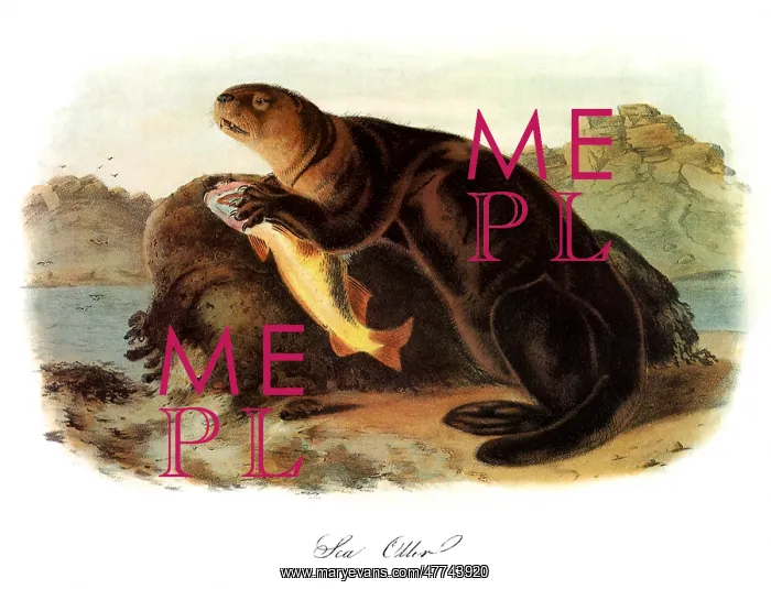  : Sea Otter