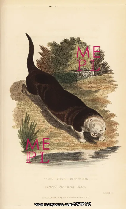 : Sea otter, Enhydra lutris. Endangered : Sea otter, Enhydra lutris. Endangered