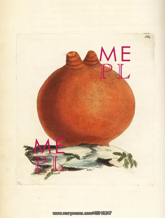 : Sea peach, Halocynthia aurantium : Sea peach, Halocynthia aurantium