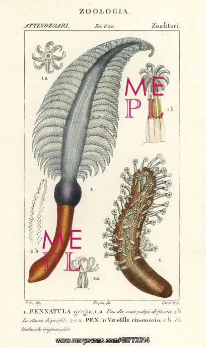 : Sea pen species : Sea pen species