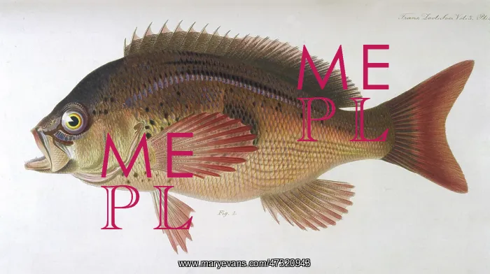 : SEA PERCH / 1849 : SEA PERCH / 1849