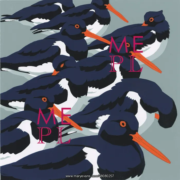 : Sea Pies (Oystercatchers) : Sea Pies (Oystercatchers)