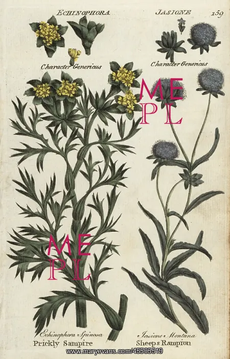 : Sea prickly samphire and sheep's bit scabious : Sea prickly samphire and sheep's bit scabious