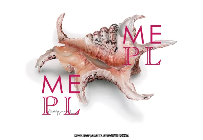  : Sea Shell