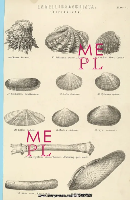  : SEA SHELLS
