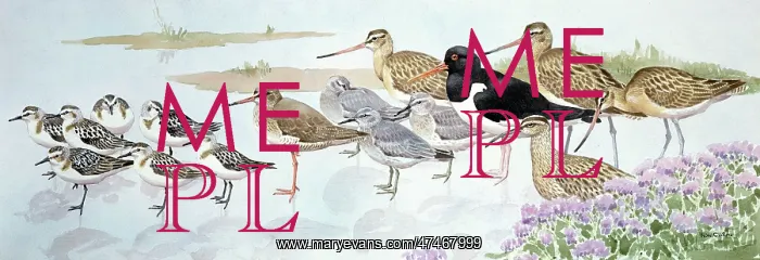: Sea shore Birds : Sea shore Birds
