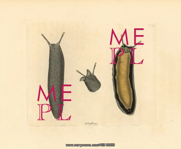 : Sea slug, Onchidium typhae : Sea slug, Onchidium typhae