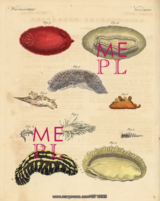 : Sea slugs: Phyllidia varicosa 1, 2, Tergipes limacina 3 : Sea slugs: Phyllidia varicosa 1, 2, Tergipes limacina 3