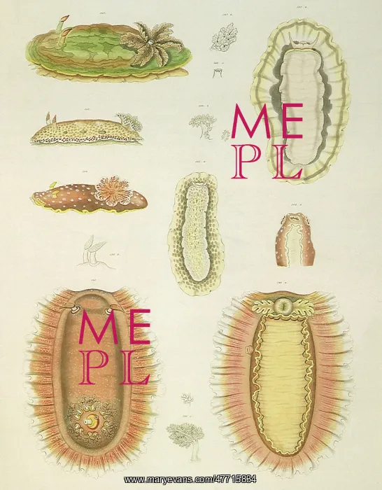  : Sea Slugs
